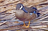 10 Ducks With White Stripes On Thier Heads