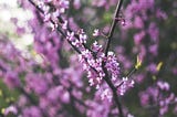 A photo of a tree branch in soft focus blooming with purple flowers.