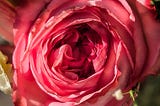 A pink rose