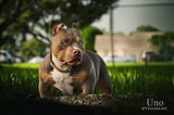 Chocolate & Lilac Pocket Bully Pups From The #1 Bloodline — Venomline