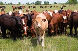 Cows and Their Impact on Our Environment