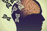 The COMT Gene and Its Impact on Mental Health