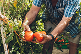 A man holding two giant tomatoes in his hands in a garden.