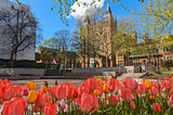A view of the Great Hall through bright red and orange tulips on a sunny day
