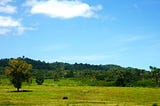 Wildlife Playground at the Eastern Java