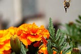 Connectivity and flowers help urban pollinators thrive