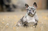 Merle French Bulldog sitting in the yellow fall grass field