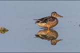 Shovelers and deep dabbles…