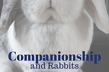 Companionship and Rabbits