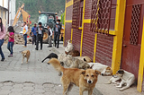 Dogs lie on the sidewalk and look towards the photographer