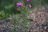 A rosebay willowherb, or fireweed, seedling in flower. Pinkish purple flowers against a muted green background.