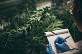 WHAT ARE CANNABIS TERPENES (AND WHY ARE THEY IMPORTANT?)