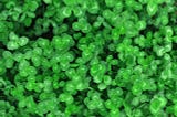 This is how you can get rid of clover in your lawn