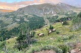 A large elk herd at dawn in Colorado’s Rocky Mountain National Park