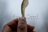 Maple Seed