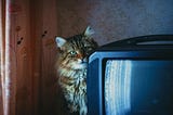 Image shows medium-haired cat with tabby markings peeking from behind television set
