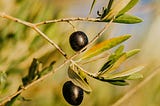 Olive Growth