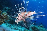 Lionfish kingdom