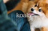 A joyous Pomeranian looks up at a man. The word ‘koala’ superimposed.