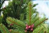 Picea abies ‘Cupressina’: The Perfect Columnar Evergreen for Snowy Areas