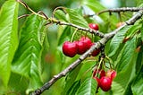 Ripe cherries hanging from the branch of a fruit tree