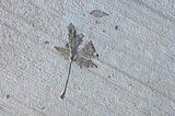 Image of a fallen leaf in a sidewalk