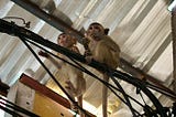 Three Years Living in Thailand’s Monkey City