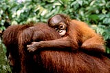 Orangutans: The Fight Against Extinction