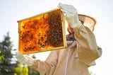 Everything You Need to Know About Apiaries