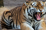 A tiger with it’s mouth open, roaring