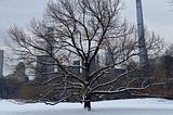 Snow In Central Park
