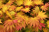 A Glowing Orb in Your Garden: The Enchanting Autumn Moon Japanese Maple