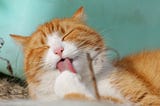 Common to Strange Cat Behaviors to Know About