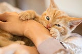 Cat Love Chomps — What Do They Mean and For what reason Do They Occur?
