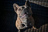 Things I Wish I Knew About E-Collar Training Months Ago
