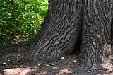 A broad tree trunk whose roots form a small portal into the shadowy interior.