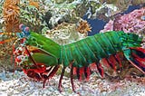 What writers can learn from the mantis shrimp.