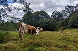 Want to Move To The Colombian Countryside? Start Here