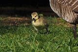 A fluffy gosling walks on green grass with part of its parent’s body visible next to it.