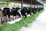 Profitability of dairy industry in India