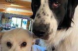 The Pet Food Revolution: What is your dog eating?