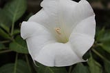 White datura blossom