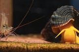 BEST SNAILS FOR SHRIMPS