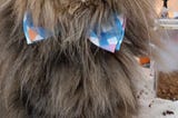 Hermione Granger is a black, brown and beige striped Maine coon cat wearing her spring bowtie while she hangs out waiting for breakfast