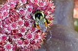 The First Steps of Putting in a Pollinator Garden