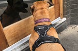 Gracie, a reddish-brown pit bull wearing a pink collar and black harness, stares at her reflection in a shop window.