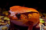 Madagascar Tomato Frog: Good Pet or Not?