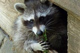 How Do Remove Raccoons From The Wall Cavity