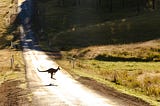 Kangaroo hopping across a country road.