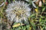 a single close-up of a dandelion against a blurred background of its leaves waiting as wind blows